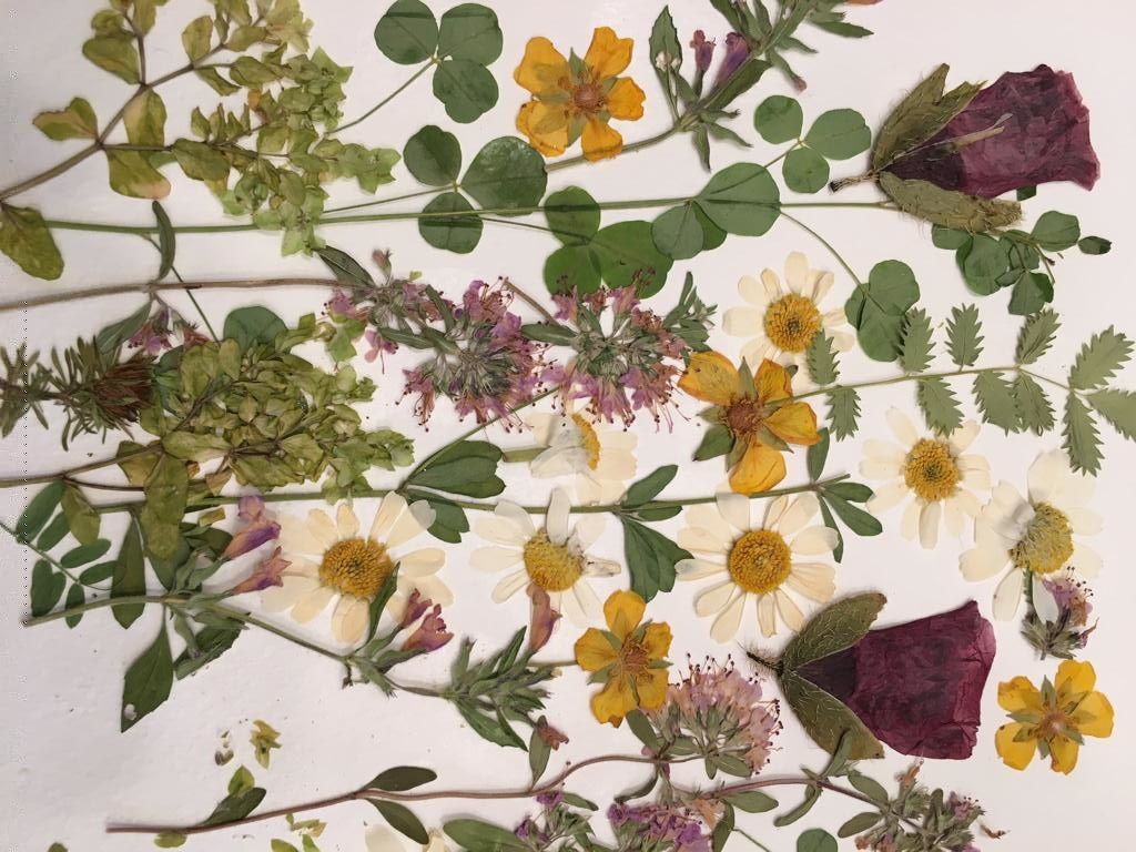 naturamorta